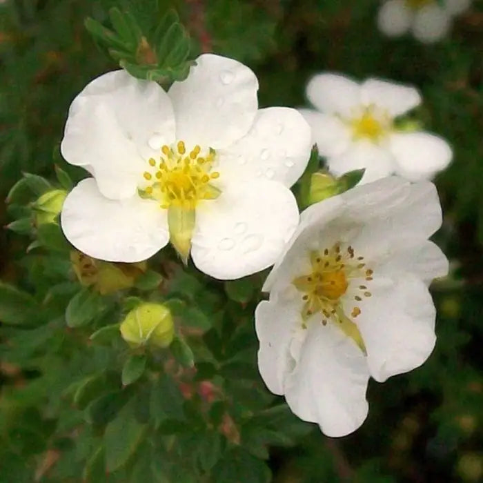 white_potentilla_4