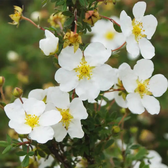 white_potentilla_5