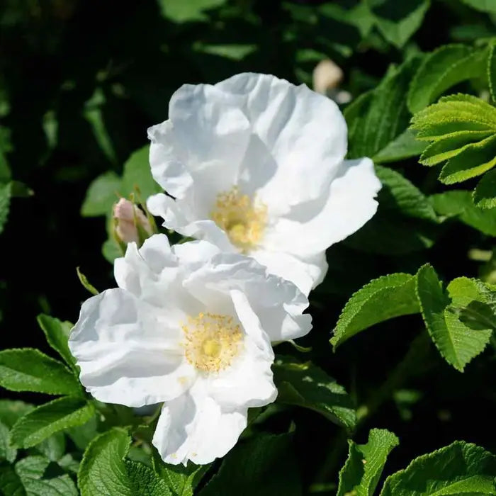 white_ramanus_rose_3
