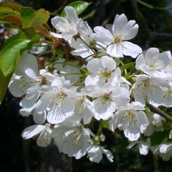 wild-cherry-_prunus-avium_-flower-stalk-5