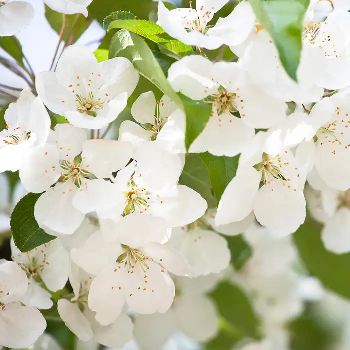 wild_cherry_3