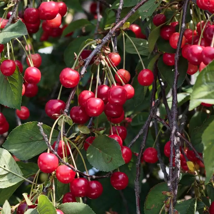 wild_cherry_4