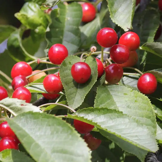 wild_cherry_6