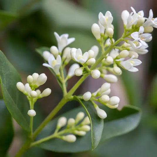Wild Privet Hedging...