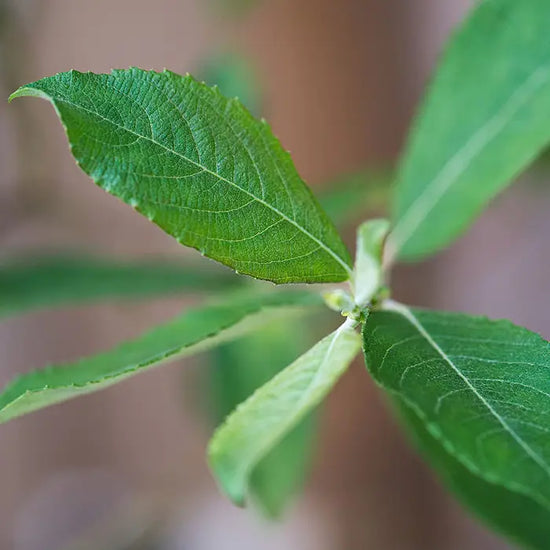willow_2