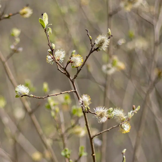 willow_3
