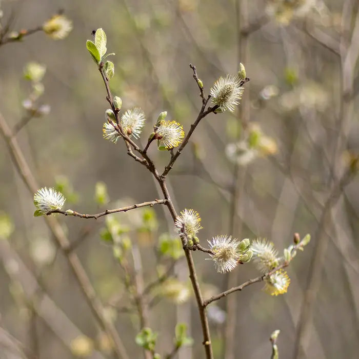 willow_3