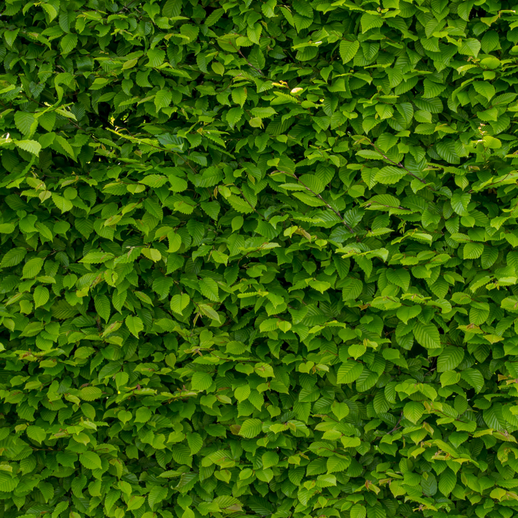 Alder Bare root 40/60cm (x100) Multi-deal