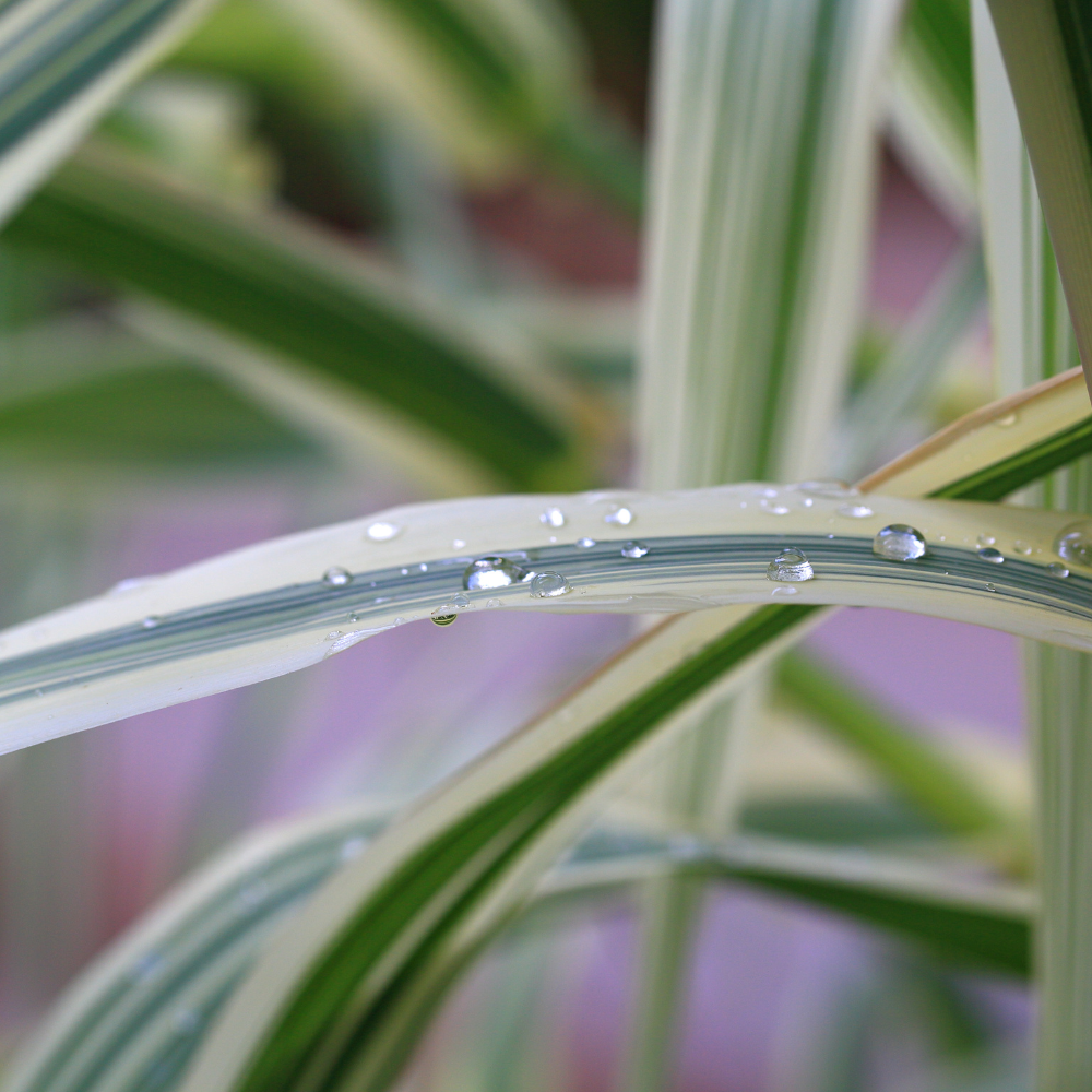 //www.everythinglandscaping.co.uk/cdn/shop/files/xAllGoldJapaneseForestGrass1_a31c0ca5-be0e-4d92-8184-e82b2329663b.png?v=1770804942