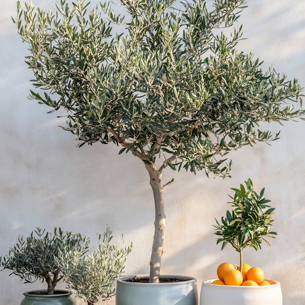 //www.everythinglandscaping.co.uk/cdn/shop/files/xAncientOliveTrees1_3fde0169-500c-4f85-ab2f-9b71c78c2939.png?v=1770804294