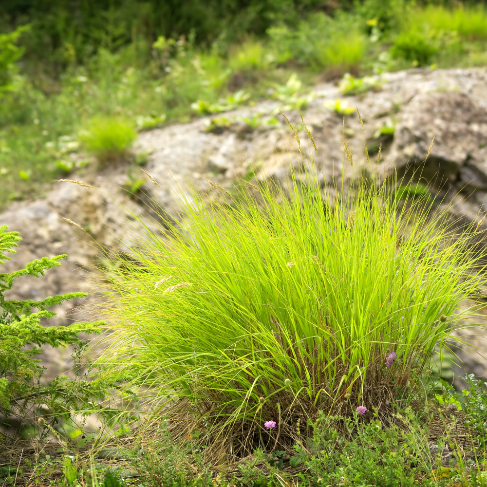 //www.everythinglandscaping.co.uk/cdn/shop/files/xAureaSedgeGrass1_c94840c5-bdb8-42f2-b29f-5ee2c04b81ac.png?v=1770805058