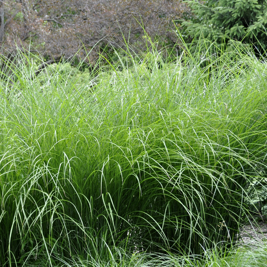 Autumn Moor Ornamental Grasses Pot Grown 2L  (x50) Multi-deal