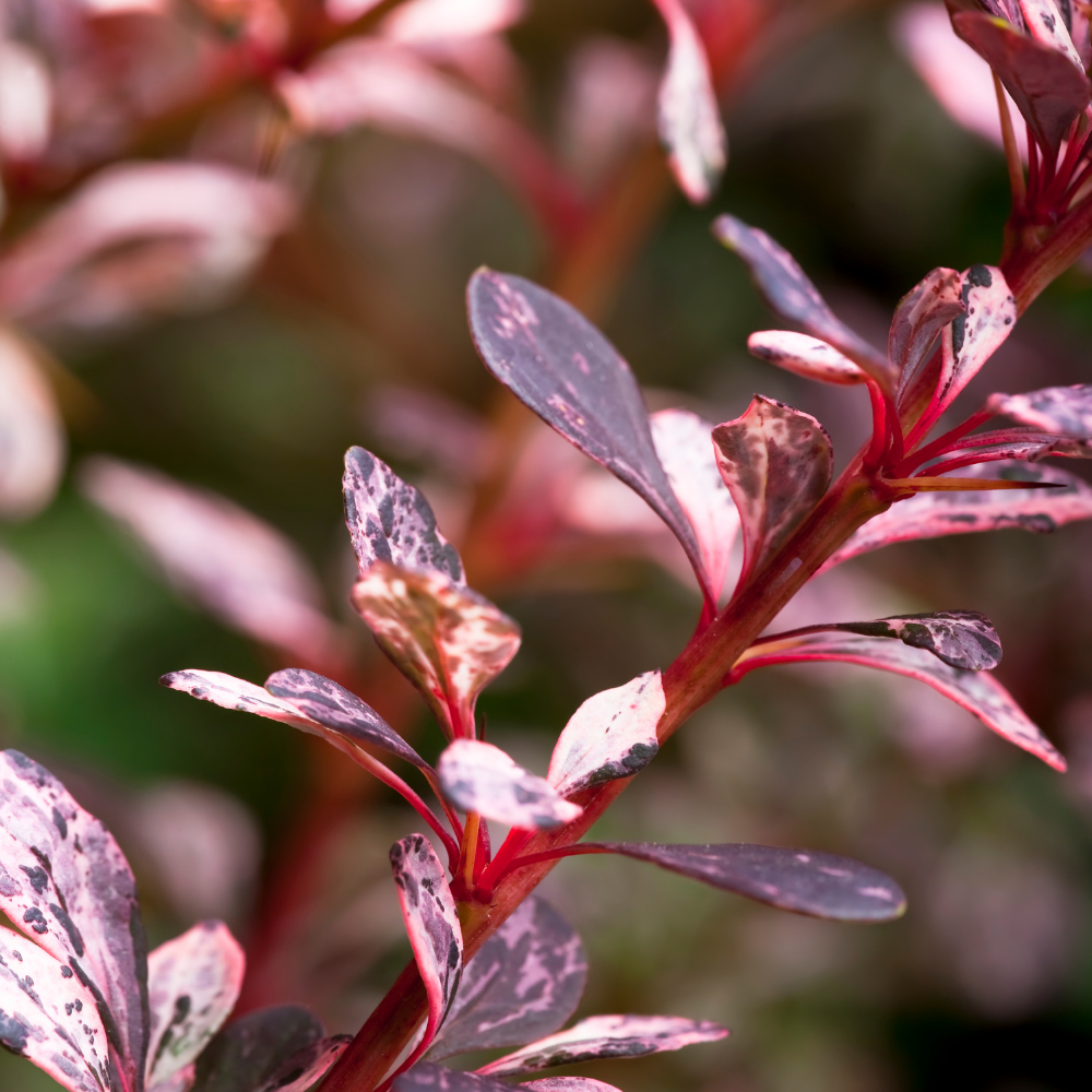 //www.everythinglandscaping.co.uk/cdn/shop/files/xBarberryRose_GlowHedge1_4474fa39-8d89-4249-9082-3bffa7015625.png?v=1770807048