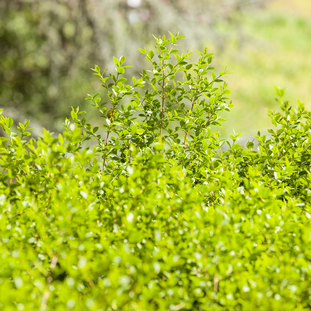 //www.everythinglandscaping.co.uk/cdn/shop/files/xBerberisEvergreenHedge1_b64af8df-df6e-49c2-849d-f30a04daf4ee.png?v=1770807123