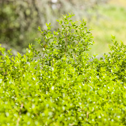 Berberis Evergreen Pot Grown 5L 40/60cm (x40) Multi-deal