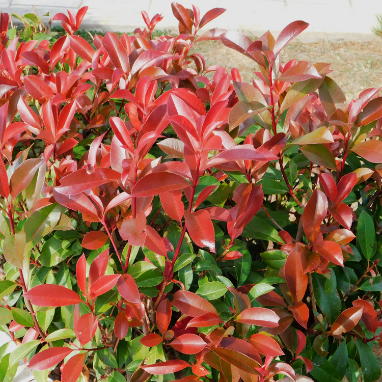 Berberis Red Leaf Hedge Pot Grown 3L 50/60cm (x40) Multi-deal