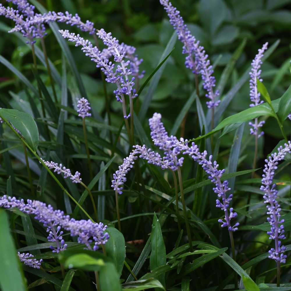 //www.everythinglandscaping.co.uk/cdn/shop/files/xBigBlueLilyturfGrass1_d8fe0176-9c2e-49e8-92bf-87d0ac179169.png?v=1770804925