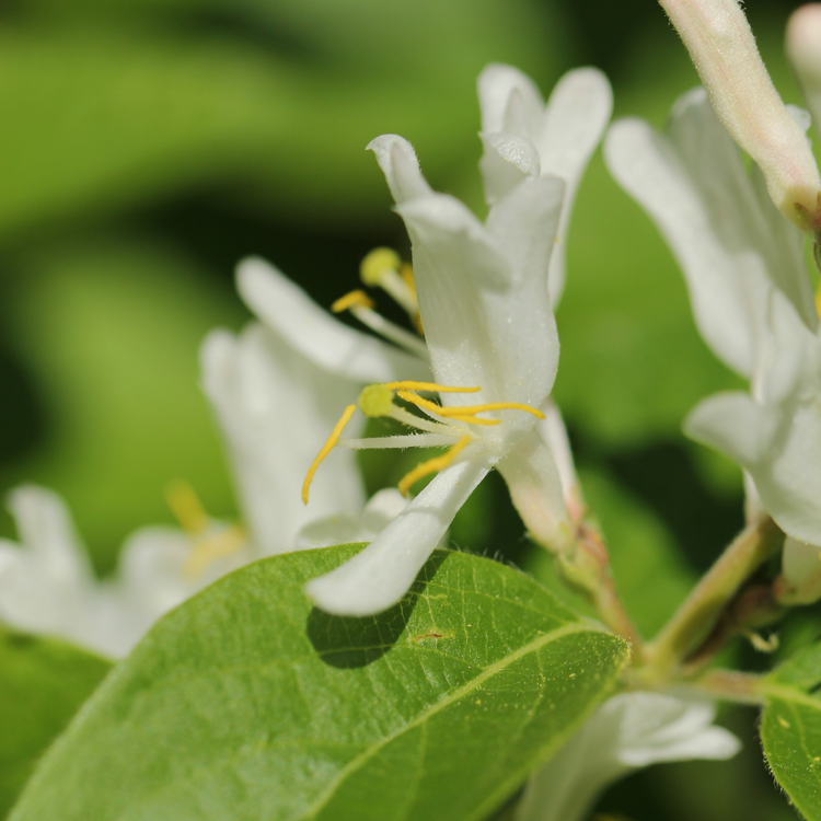 Bird Cherry Pot Grown 2L 40/60cm