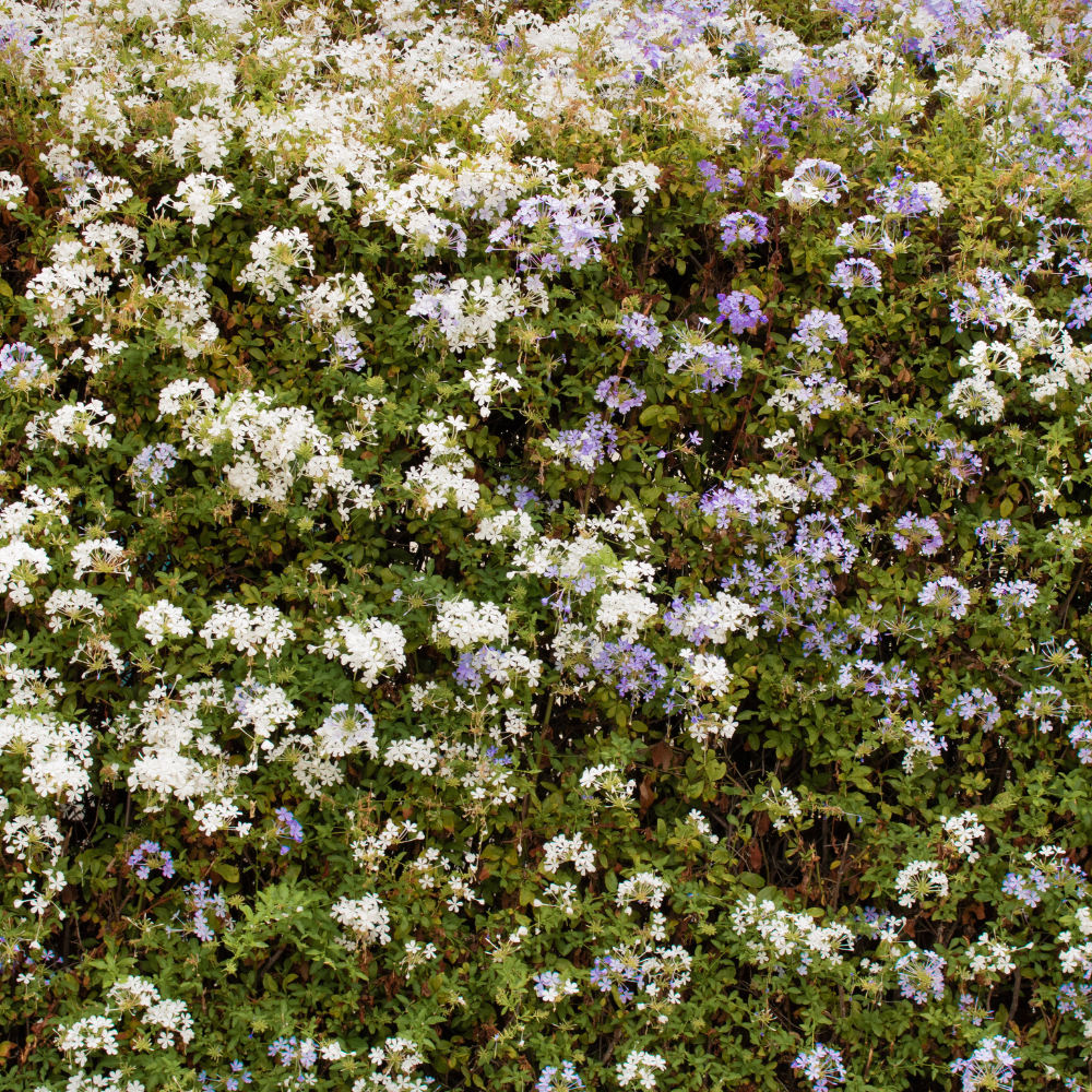 //www.everythinglandscaping.co.uk/cdn/shop/files/xBirdFriendlyFloweringMixedNativeHedging1_8c4b842a-fd5c-4eea-9b20-9b7e11fdc218.png?v=1770804335