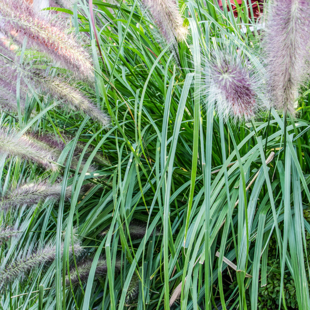 //www.everythinglandscaping.co.uk/cdn/shop/files/xBlackBeautyFountainGrass1_0fb0b39b-7c30-4b69-89a9-f1b9eeab99db.png?v=1770804679