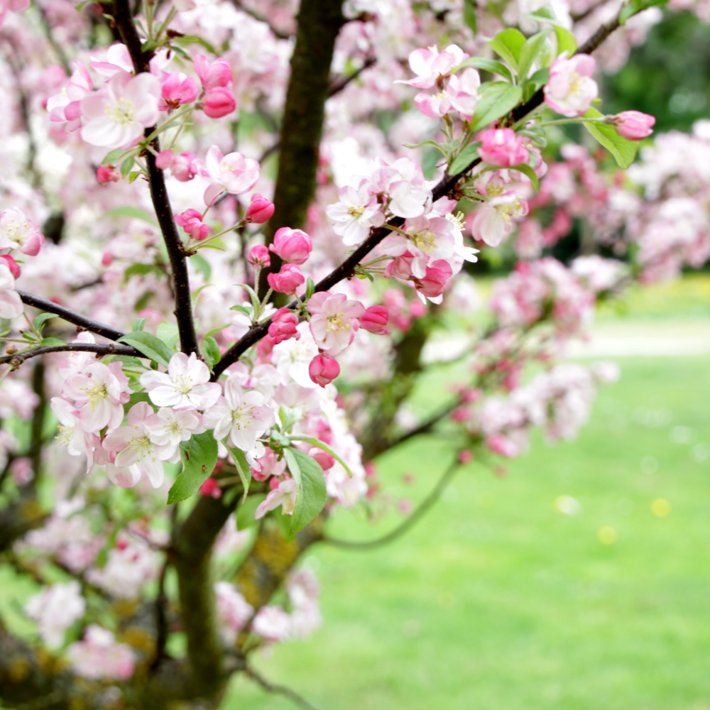 //www.everythinglandscaping.co.uk/cdn/shop/files/xBlackCherryTree1_0f44818b-76aa-4c4f-b182-5c48b06ae9ab.png?v=1770804170