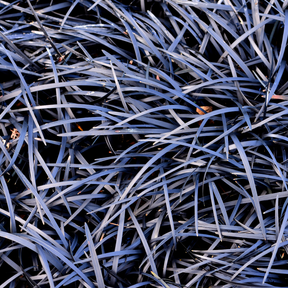 //www.everythinglandscaping.co.uk/cdn/shop/files/xBlackMondoGrass1_1a072471-225e-4b5a-b9b8-49488c9aa3e1.png?v=1770804779