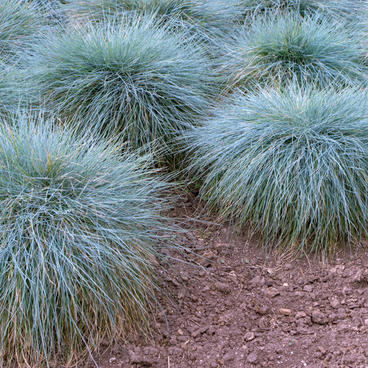 Blue Fescue Ornamental Grasses Pot Grown 5L  (x40) Multi-deal