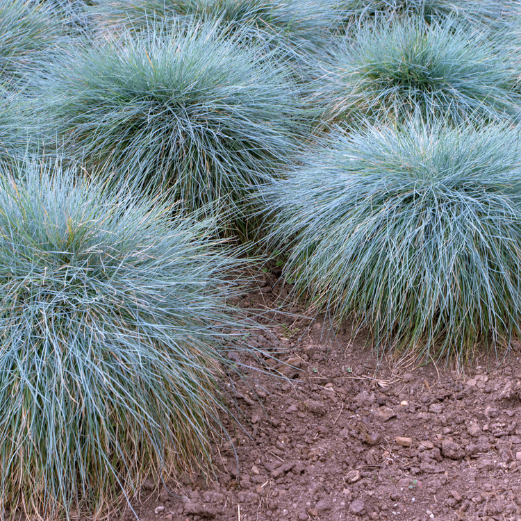 Blue Fescue Ornamental Grasses Pot Grown 5L