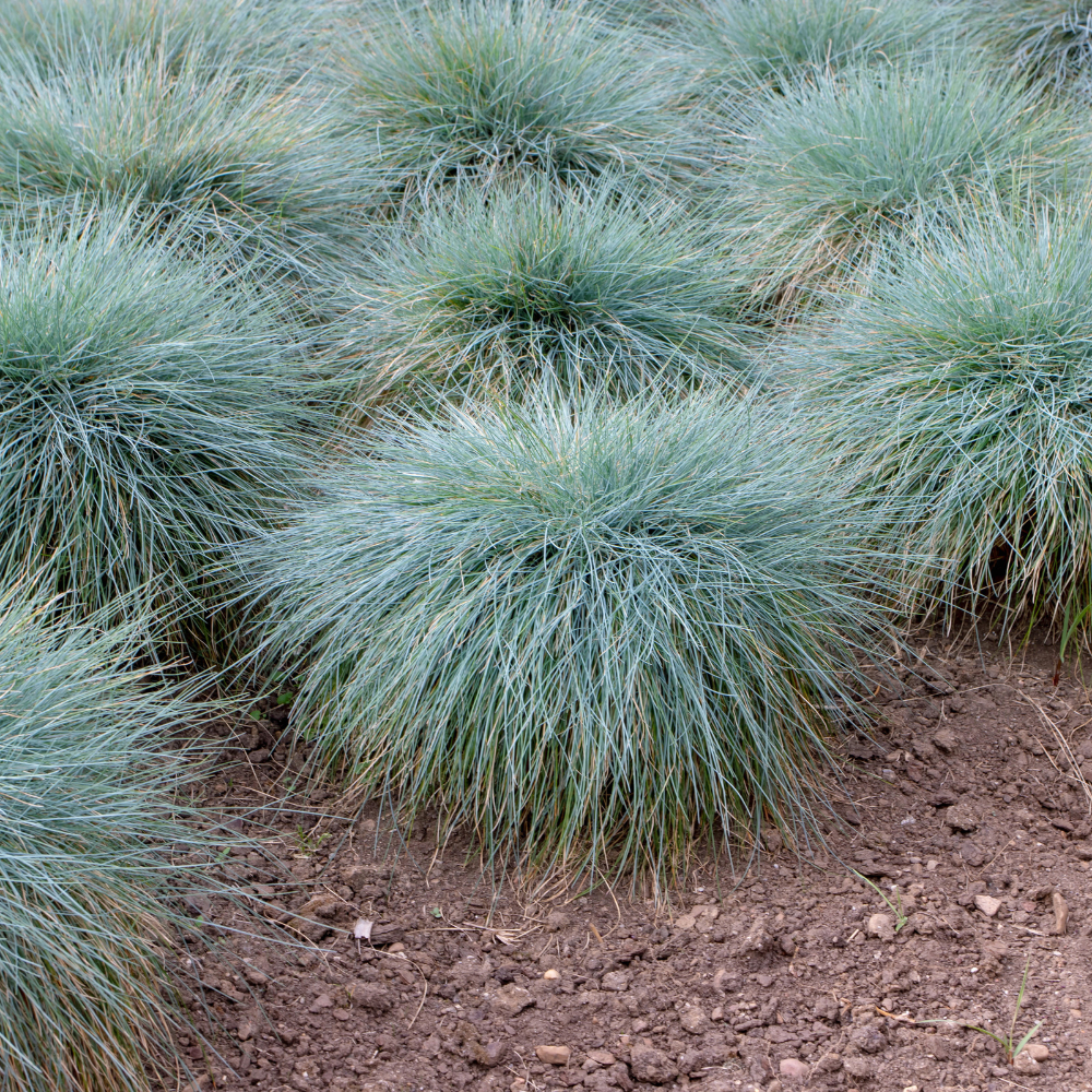 //www.everythinglandscaping.co.uk/cdn/shop/files/xBlueGreenGrasses1_010e184f-bcea-49b9-8e38-2c7939907bc1.png?v=1770804584