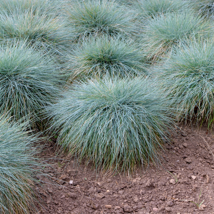 Blue Green Ornamental Grasses Pot Grown 5L