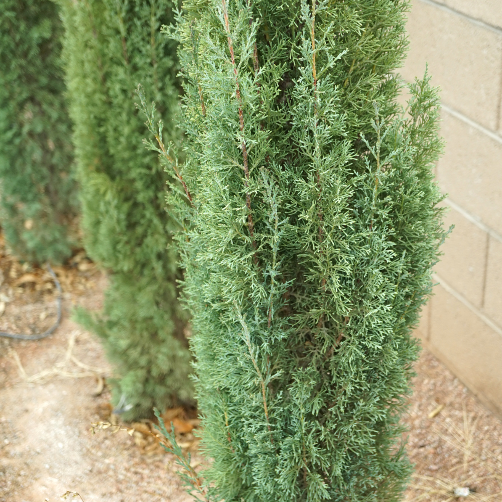 //www.everythinglandscaping.co.uk/cdn/shop/files/xBlueJeansSpiralCypressPlants1_d9b380bf-cd59-4061-ac6b-b2c5b0453dac.png?v=1770804244