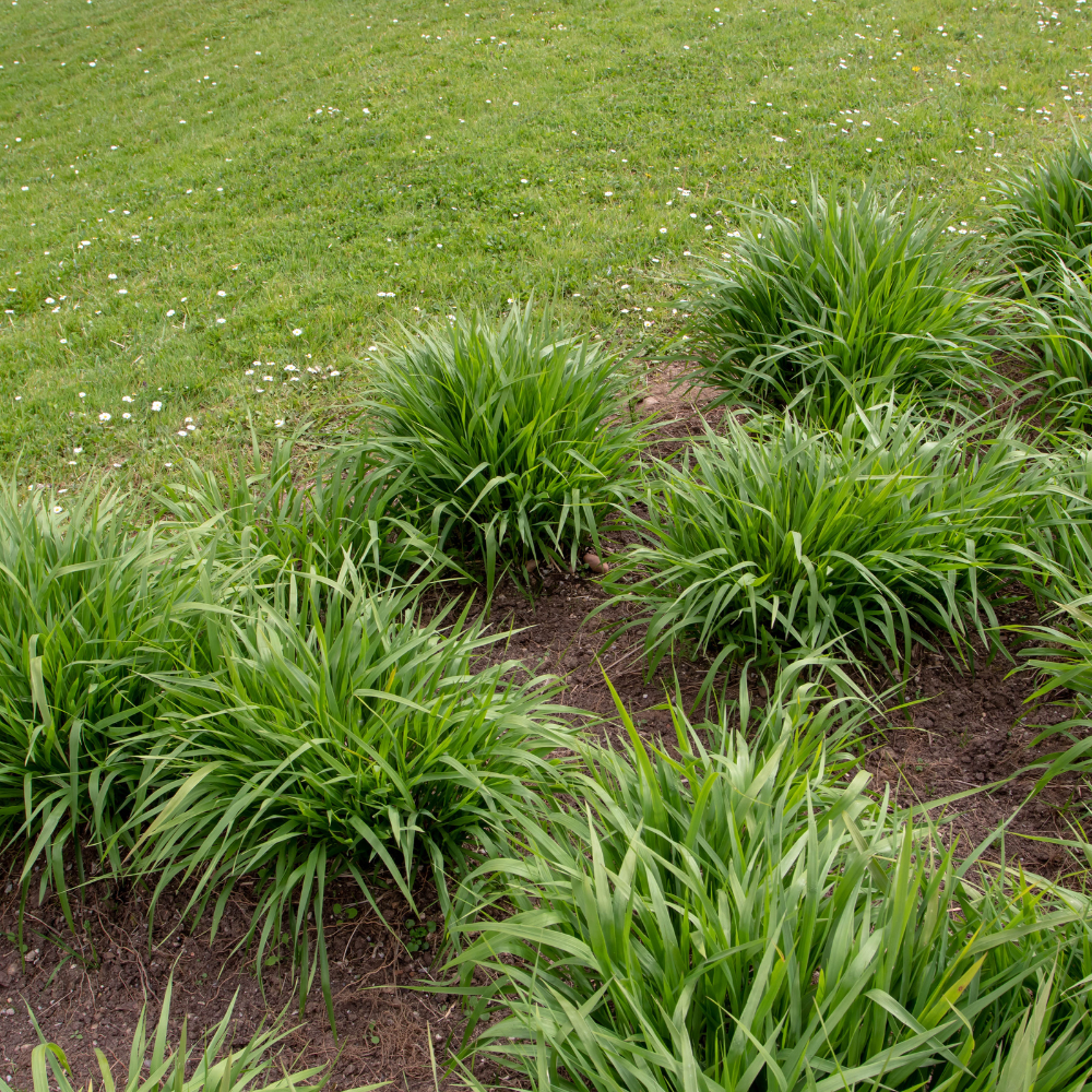 //www.everythinglandscaping.co.uk/cdn/shop/files/xBlueMoorGrasses1_98504f6a-e788-4293-96fa-78917dcc8c09.png?v=1770804589