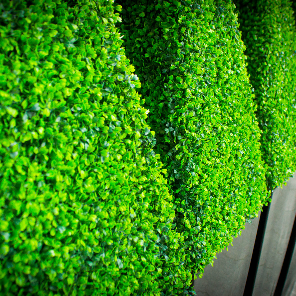 //www.everythinglandscaping.co.uk/cdn/shop/files/xBoxBuxusConeTopiary1_3ebd8ca6-8c0a-4790-9c20-d80c97f8fa06.png?v=1770803438