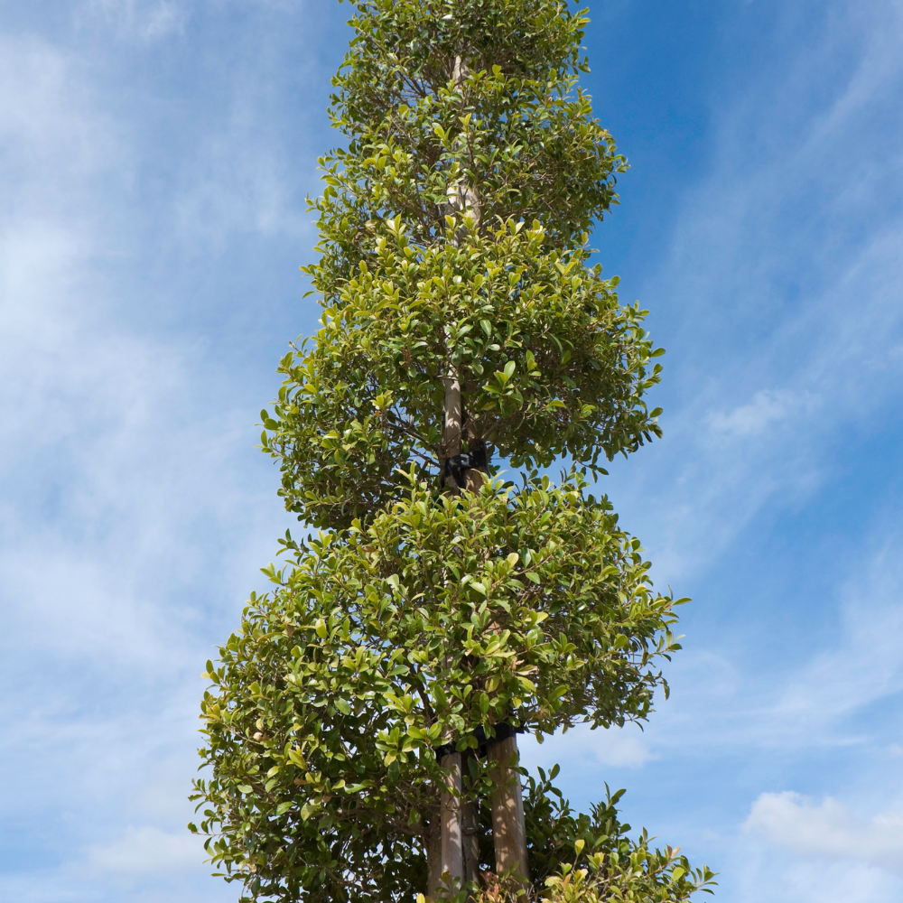 //www.everythinglandscaping.co.uk/cdn/shop/files/xBoxBuxusSpiralTopiary1_8732b87b-fe4f-43a7-9d42-0e60fd77ed7f.png?v=1770803591