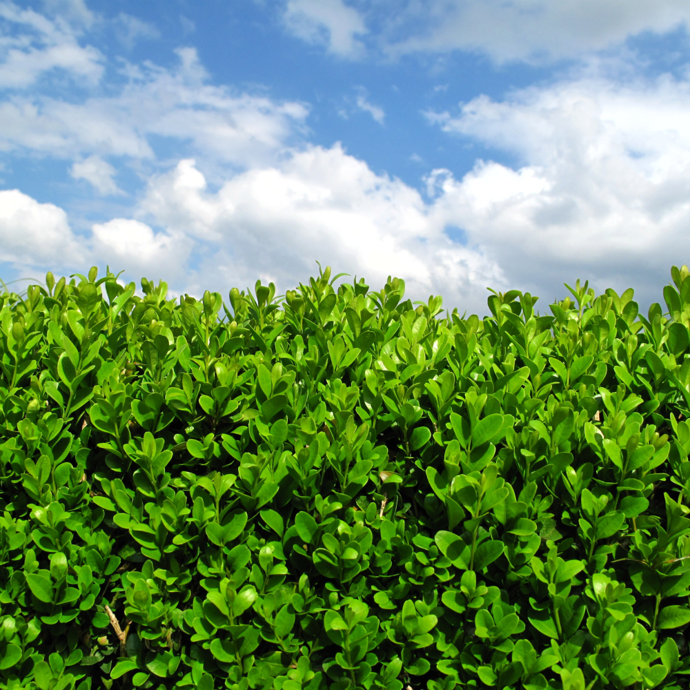 //www.everythinglandscaping.co.uk/cdn/shop/files/xBoxHedging1_eb559d6a-61ce-4838-b0bd-4bbebcdb3358.png?v=1770804527