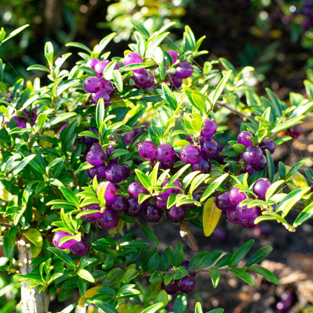 //www.everythinglandscaping.co.uk/cdn/shop/files/xBoxLeavedHoneysuckleHedge1_3901ca13-7084-460d-ace8-19ec9fb9f4de.png?v=1770806262