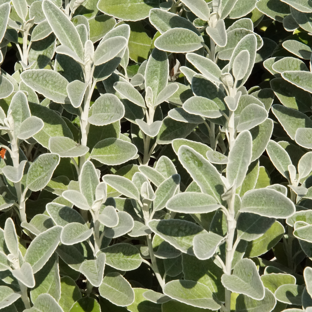 //www.everythinglandscaping.co.uk/cdn/shop/files/xBrachyglottisHedge1_f40dc892-cdb8-48dd-8703-aa1d0f03f1a3.png?v=1770807002