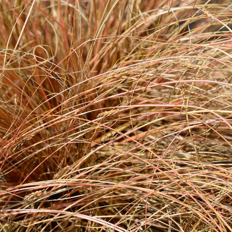 Bronze New Zealand Sedge Ornamental Grasses Pot Grown 5L  (x40) Multi-deal