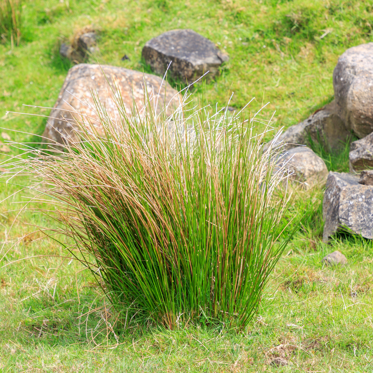 Bronze veil Tufted Hair Ornamental Grasses Pot Grown 2L  (x50) Multi-deal