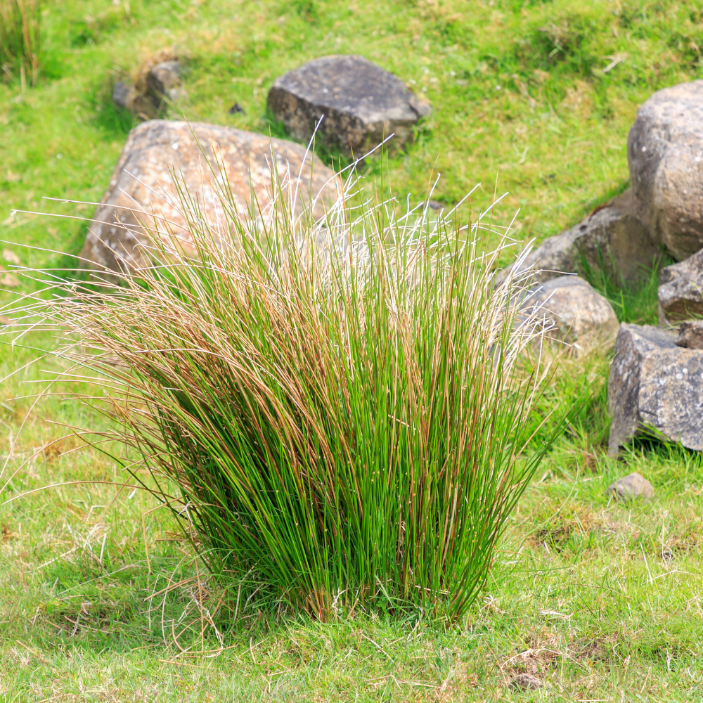 //www.everythinglandscaping.co.uk/cdn/shop/files/xBronzeVeilTuftedHairGrass1_c53b111f-9f92-4bed-8fd2-a63faf04059b.png?v=1770804995
