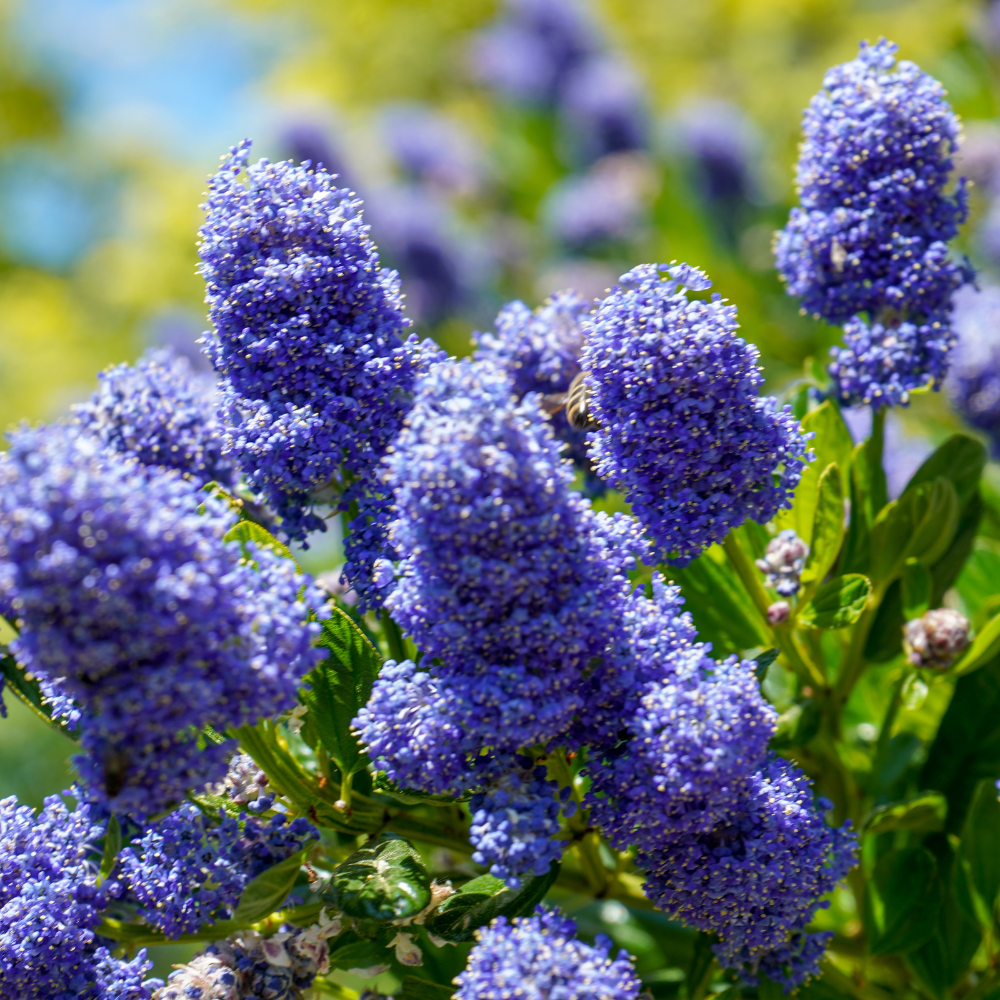 //www.everythinglandscaping.co.uk/cdn/shop/files/xCalifornianLilacHedge1_111dbd31-566b-4bce-aeb4-80172216a82d.png?v=1770803620
