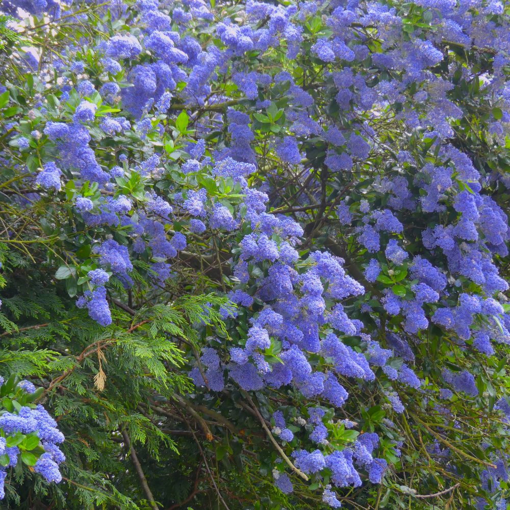 //www.everythinglandscaping.co.uk/cdn/shop/files/xCalifornianLilacHedge2.png?v=1770803613