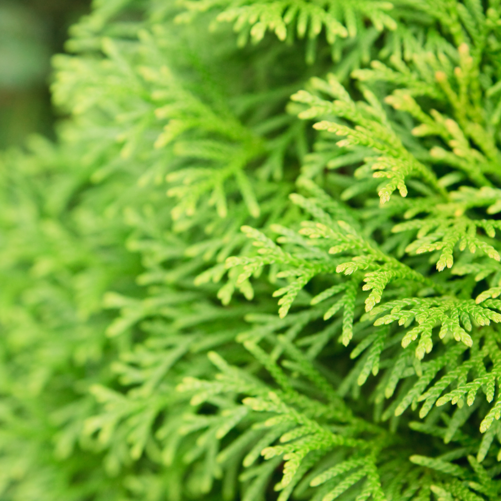 //www.everythinglandscaping.co.uk/cdn/shop/files/xCastlewellanGoldSpiralCypressPlants1_2879848f-63fd-4fae-ad8a-27ff32c62422.png?v=1770804254