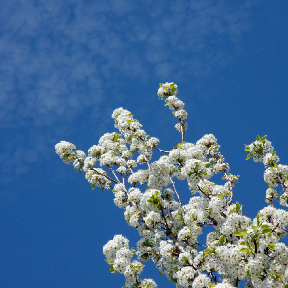 //www.everythinglandscaping.co.uk/cdn/shop/files/xChanticleerPearTree1_82cbc093-4ec1-468a-9a3c-58dba4fe0595.png?v=1770805352