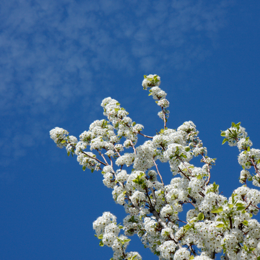 Chanticleer Pear Ornamental Tree Bare root 150/175cm