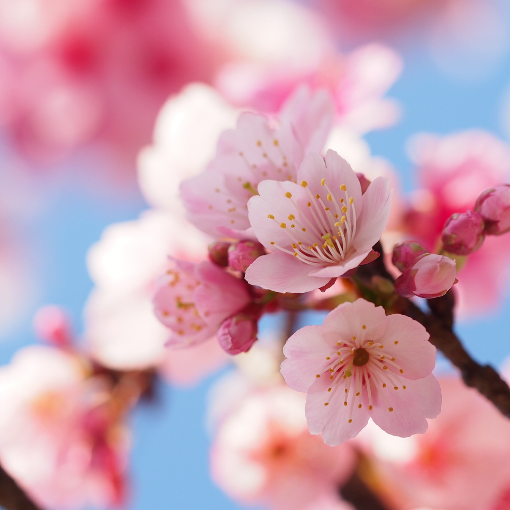 //www.everythinglandscaping.co.uk/cdn/shop/files/xCherryTheBrideTree1_3e4fbe27-236c-4cf0-8829-e2b88cb30a79.png?v=1770803791