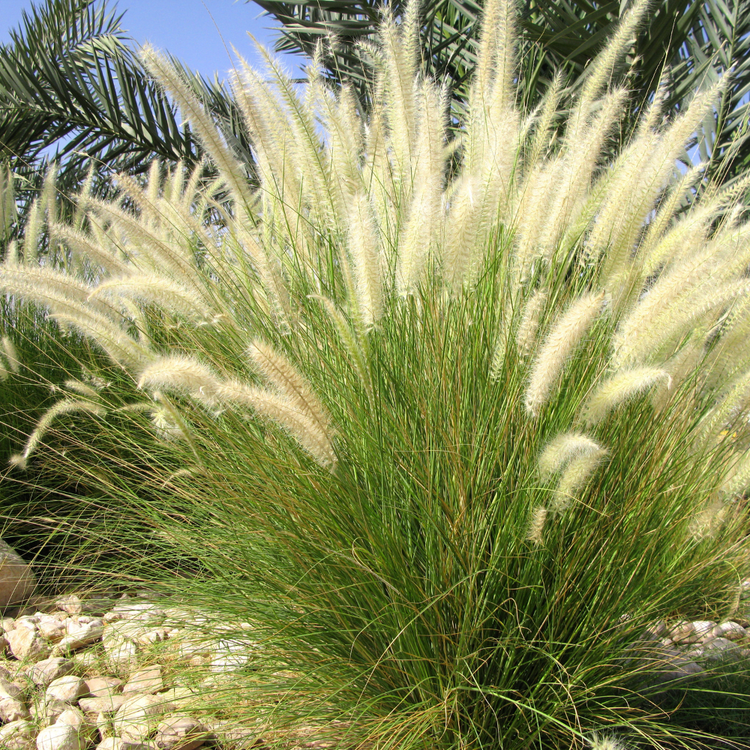 Chinese Silver Ornamental Grasses Pot Grown 2L