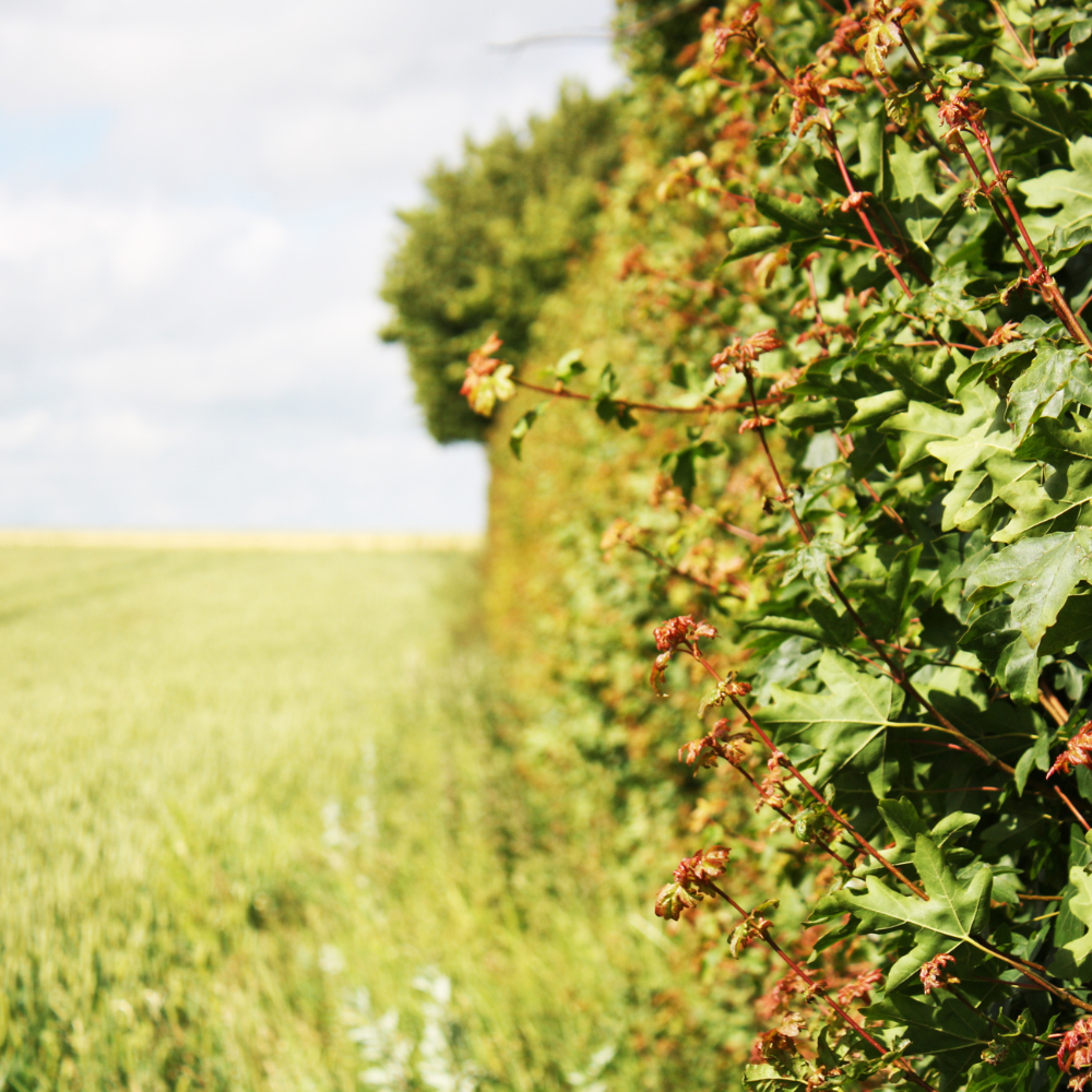 //www.everythinglandscaping.co.uk/cdn/shop/files/xCoastalMixedNativeHedging1_38f22f4a-3e6e-4c99-9b8d-89bb0240b59b.png?v=1770804442