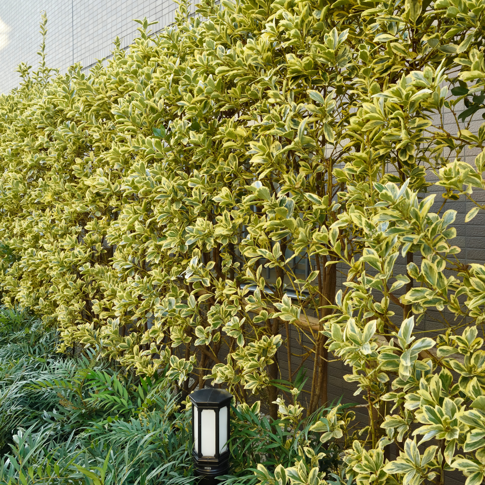 //www.everythinglandscaping.co.uk/cdn/shop/files/xColourfulMixedNativeHedging1_23f0a34f-2db7-458d-8404-5f8ccb7325ab.png?v=1770804435