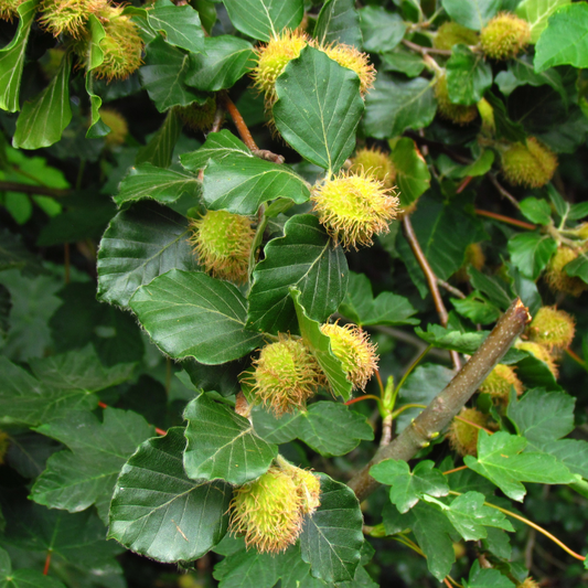 Common Beech Pleached Tree Pot Grown 55L 200/225cm Stem Girth 12/14 Frame 120x120